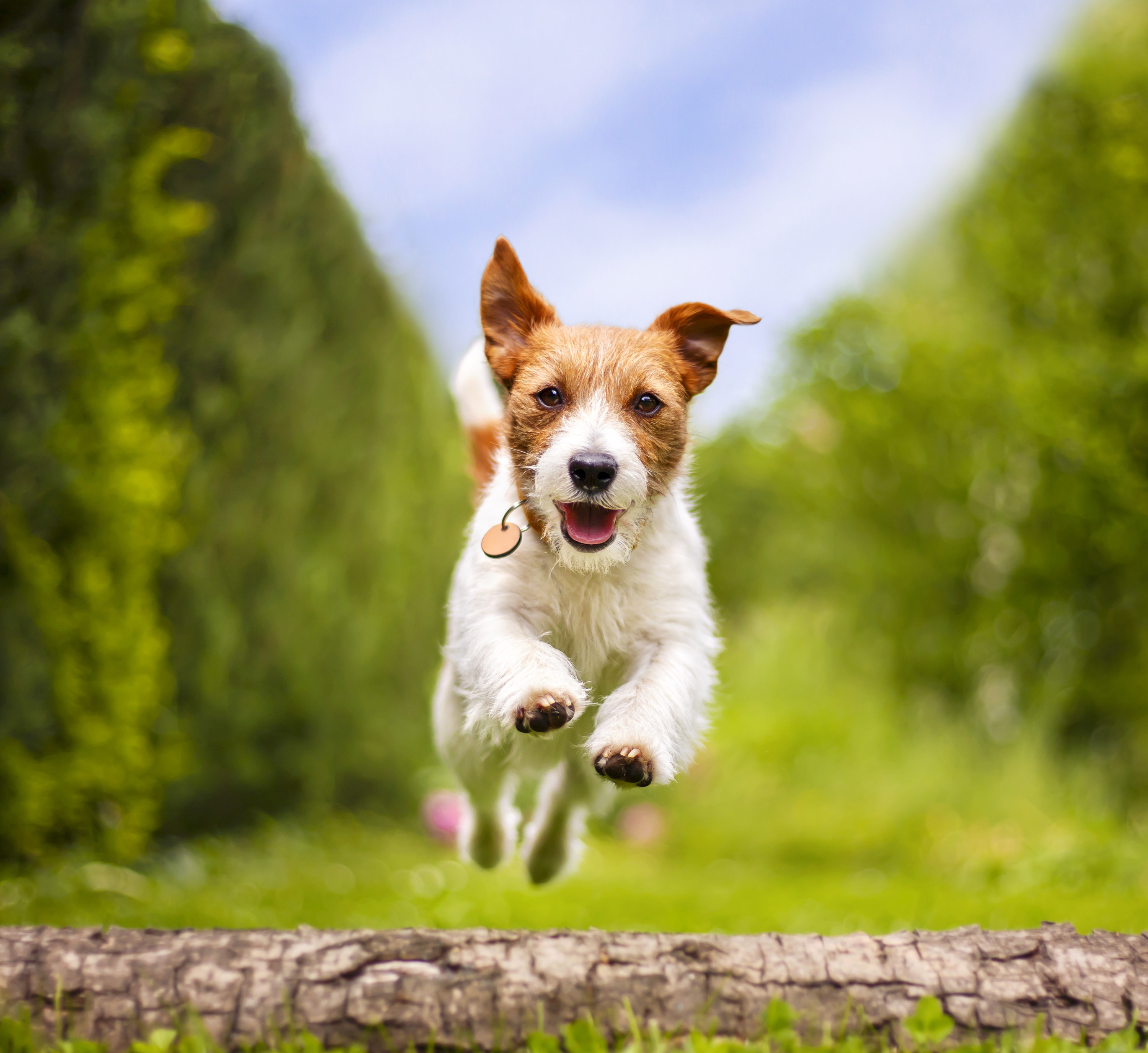 a terrier jumping in the air