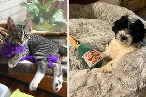 cat with a purple toy; dog with Woof Cliquot bottle