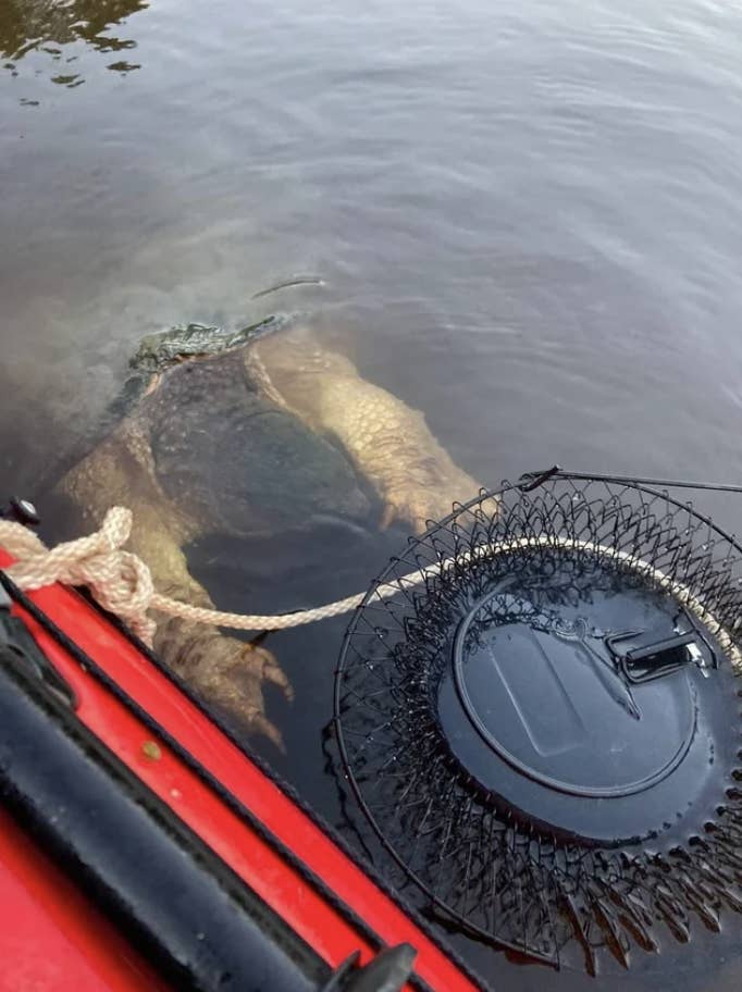 A snapping turtle in the water