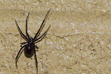 Western black widow spider / western widow.
