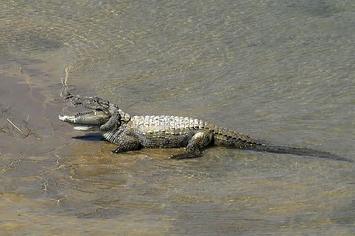 Alligator or crocodile idk?