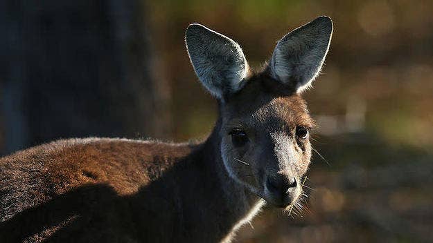 A record number of kangaroos are disrupting life for the people of Canberra, Australia. Mobs of these marsupials are taking over local sports fields, roads, and backyards looking for food. 