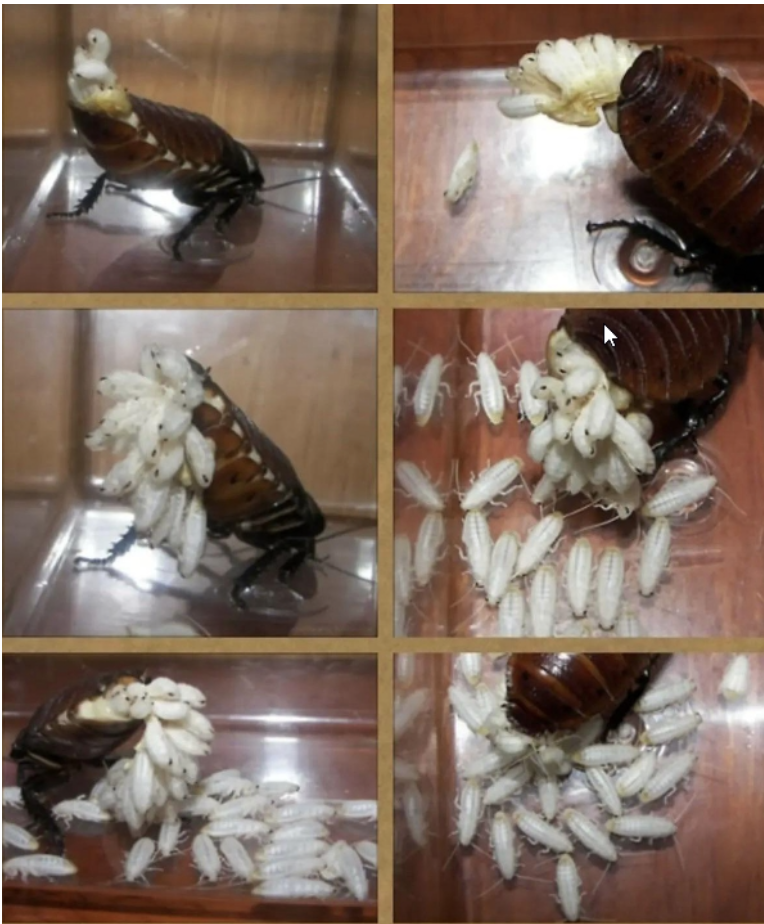 A cockroach having babies