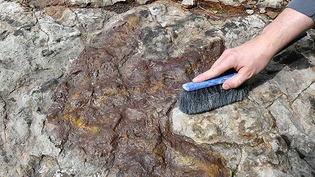 Initially found around a decade ago in Utah, paleontologists have only just managed to fully research the remains.