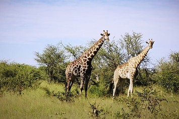Giraffes at Moremi Game Reserve