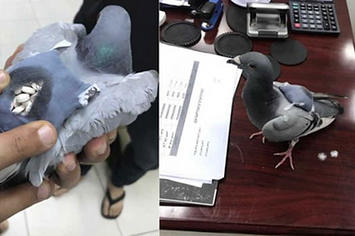 A pigeon gets busted trying to smuggle ketamine in a tiny backpack.