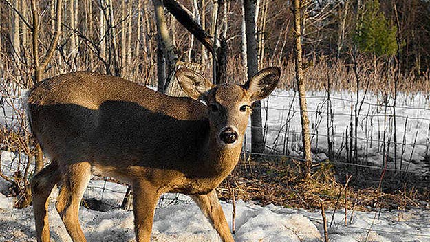Deer may be viewed as mostly harmless animals, but a new study discovered they may be willing to eat human remains. 