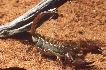 Scorpion (Urodacus sp.   hoplutus OR yaschenkoi), burrowing.