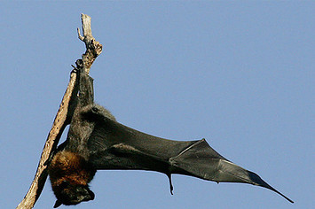 Bat hanging.