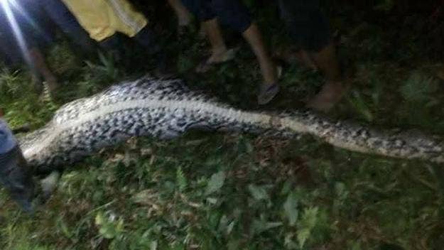 Authorities in Indonesia said they discovered a missing man's body inside a giant python.