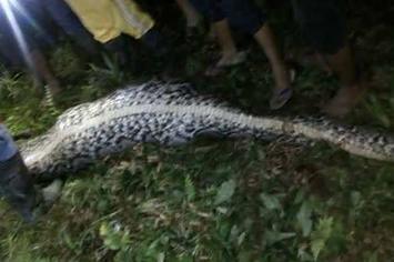 Indonesian Man's Body Found in 23 Foot Pythong