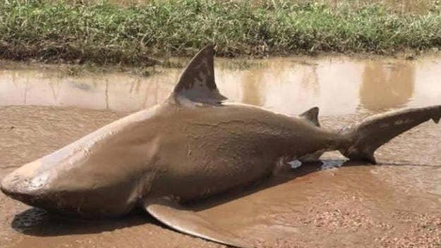 A five-foot bull shark landed in the middle of Queensland, Australia after it was thrust onto the mainland by Cyclone Debbie.