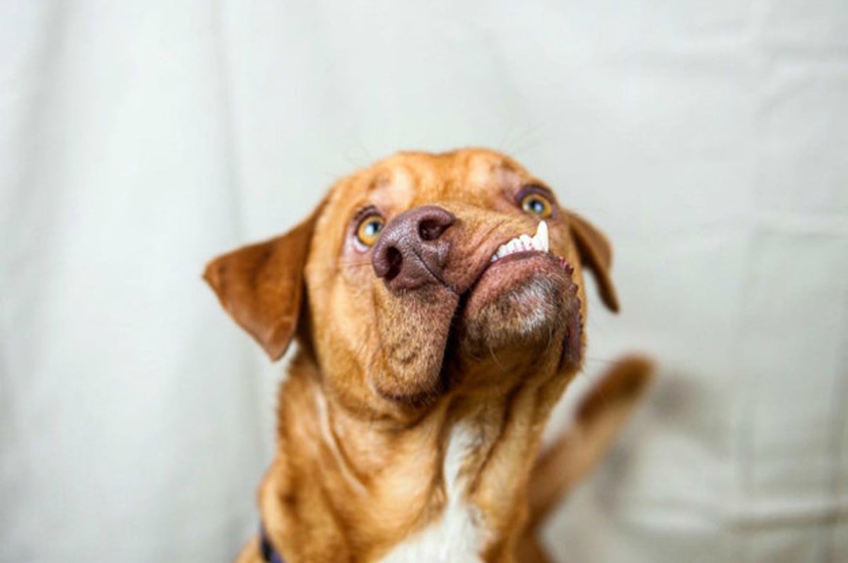 Photos: Are these dogs really ugly? You be the judge – Orange