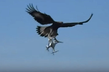 Eagle attacking a drone