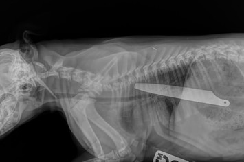 A knife was eaten by a dog and both survived.