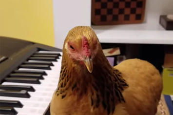 Jokgu the chicken avoids being eaten by playing the piano.