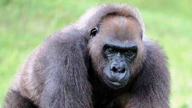 Josephine, the grandmother of the late Harambe, was humanely euthanized Wednesday morning.