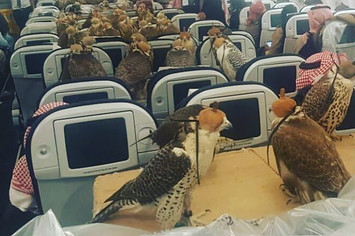 Falcons on plane