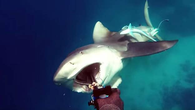 This might be the scariest piece of bull shark footage we've seen in a while.