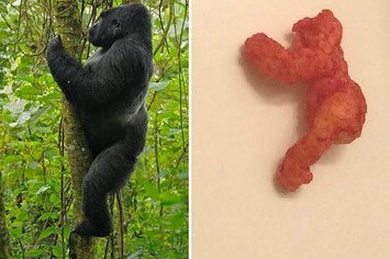 This Harambe shaped Cheeto sold for a lot of money on eBay.