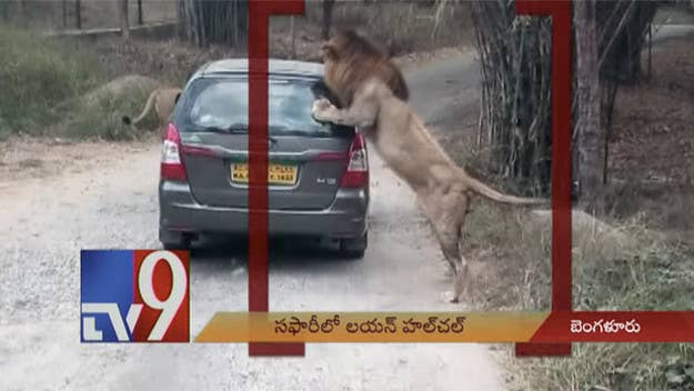 These tourists got a scare of a lifetime when a hungry lion pulled up on them.