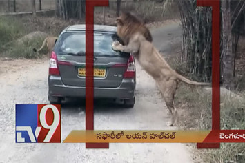 Lion attacks car at safari