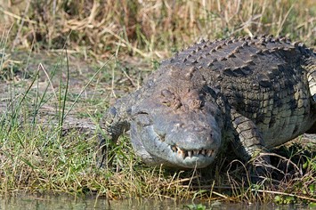 Crocodile prepares to enter water.