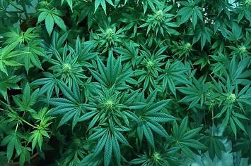 Marijuana crop