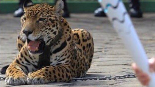A Brazilian soldier shot and killed the country's Olympic mascot jaguar after it participated in a torch ceremony.