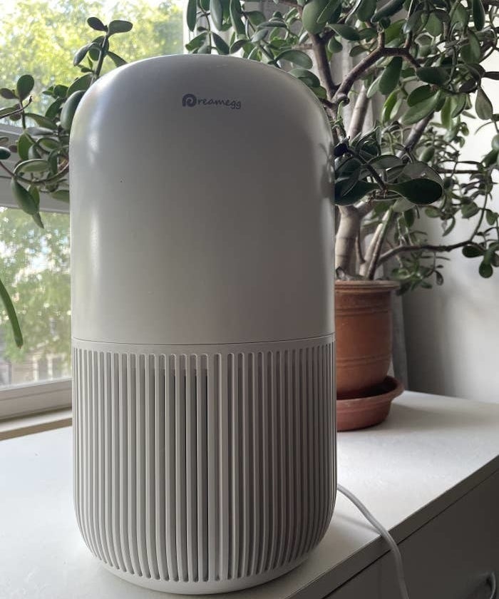 an air purifier next to a jade plant