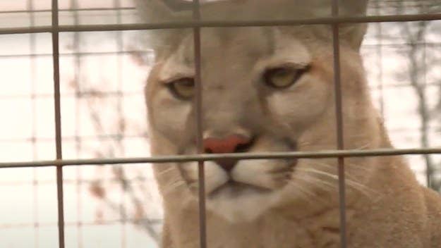 The Big Cat Public Safety Act has now been signed into law by President Biden, who received the bill after it unanimously passed the Senate.