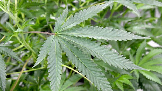 Studies on rats show cannabidiol can prevent relapsing on abused substances, including alcohol and cocaine.
