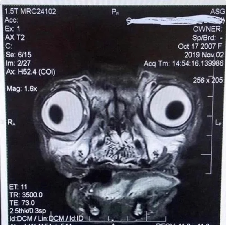 A pug MRI