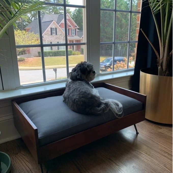 A small dog on the dog bed looking out the window