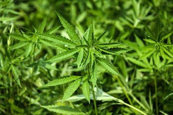 This is a picture of weed.