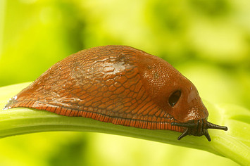 Garden slug.