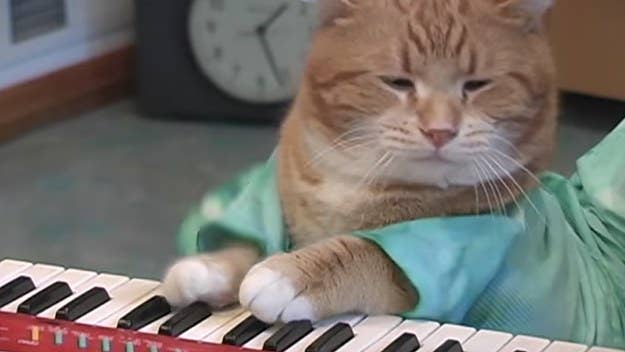 The viral sensation Bento, better known as 'Keyboard Cat,' has passed away.