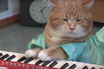 Keyboard Cat Bento 2