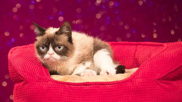 Grumpy Cat wins big in copyright lawsuit, and her face can barely hide her emotions. 