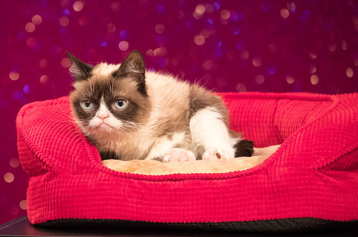 Grumpy Cat wins copyright lawsuit