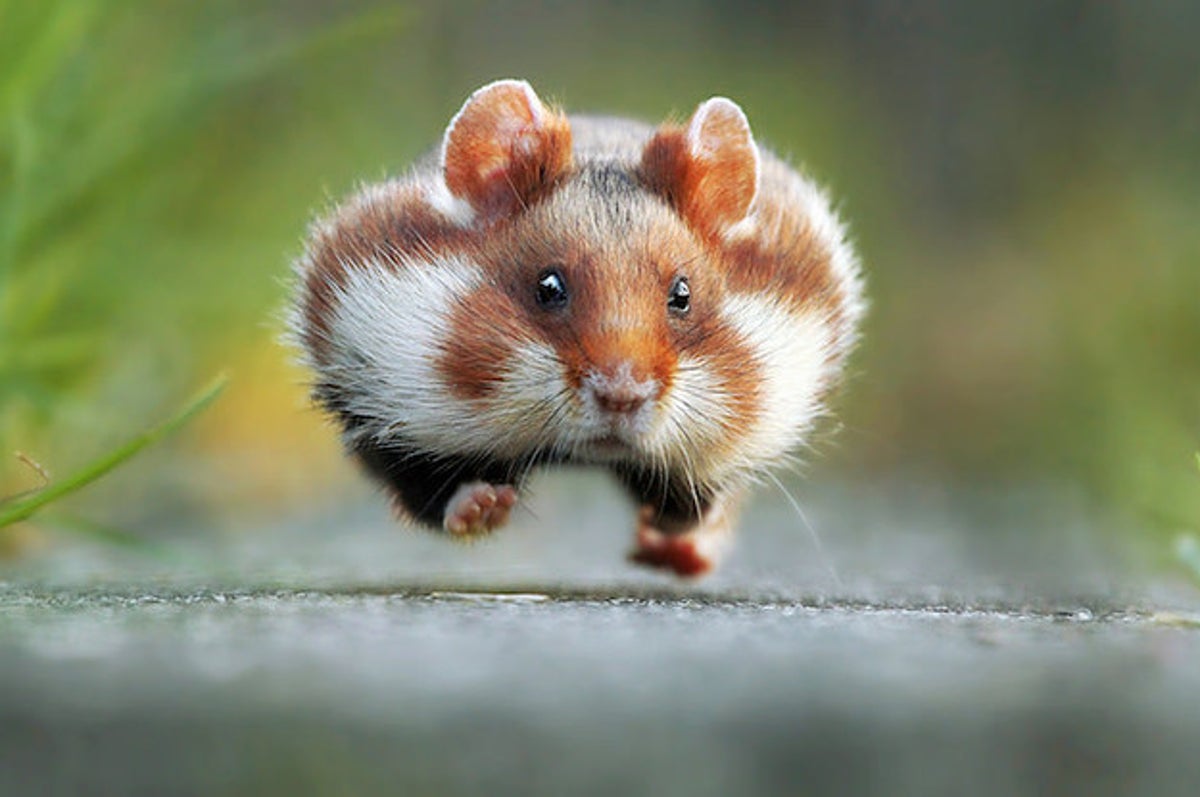 Woman Who Flushed 'Emotional Support Hamster' Down Toilet May Sue Airline