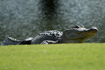 This is a photo of alligator.