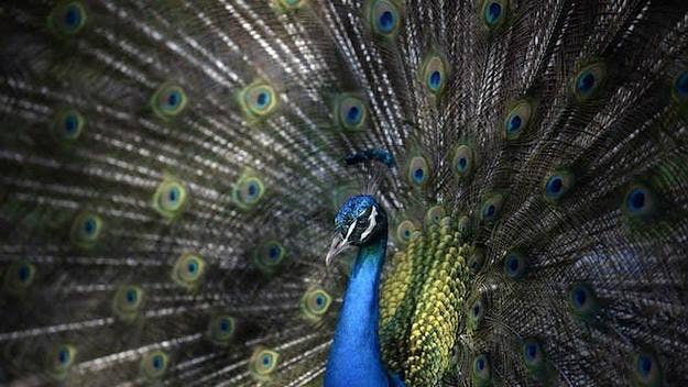 The peacock wasn’t allowed to board a flight to Los Angeles.