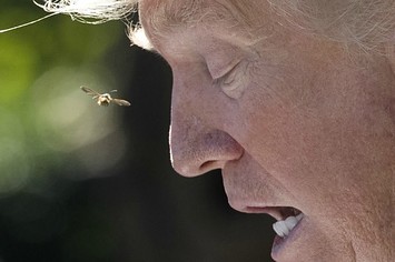 Donald Trump and a bee.