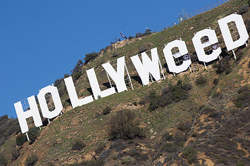 This is a photo of Hollyweed.
