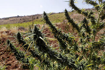 Cannabis field Lebanon