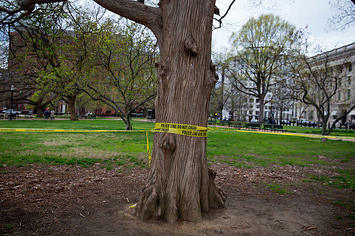 Tree in D.C.