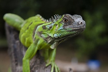 A iguana