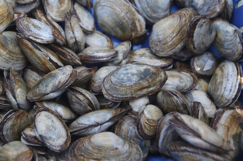 Photo of Clams