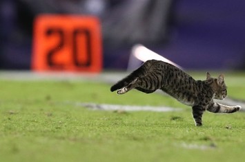 Cat on the field during Dolphins/Ravens game.